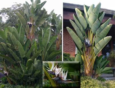 giantbirdofparadise.jpg