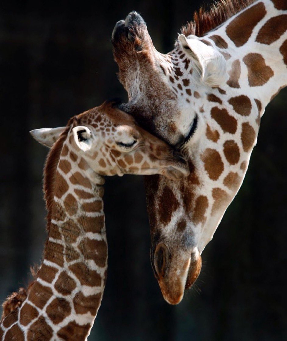 giraffeandcub.jpg
