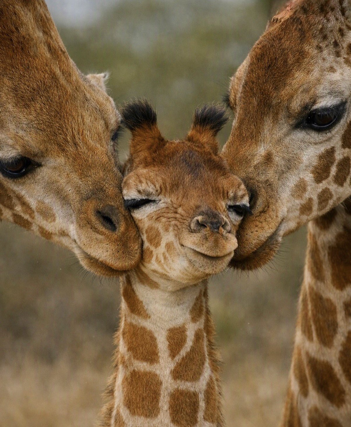 giraffefamily.jpg