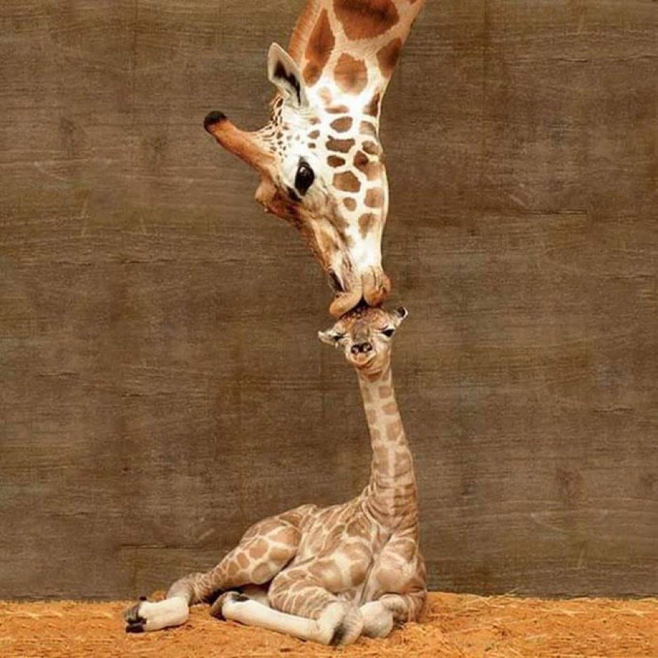 giraffekissesbaby.jpg