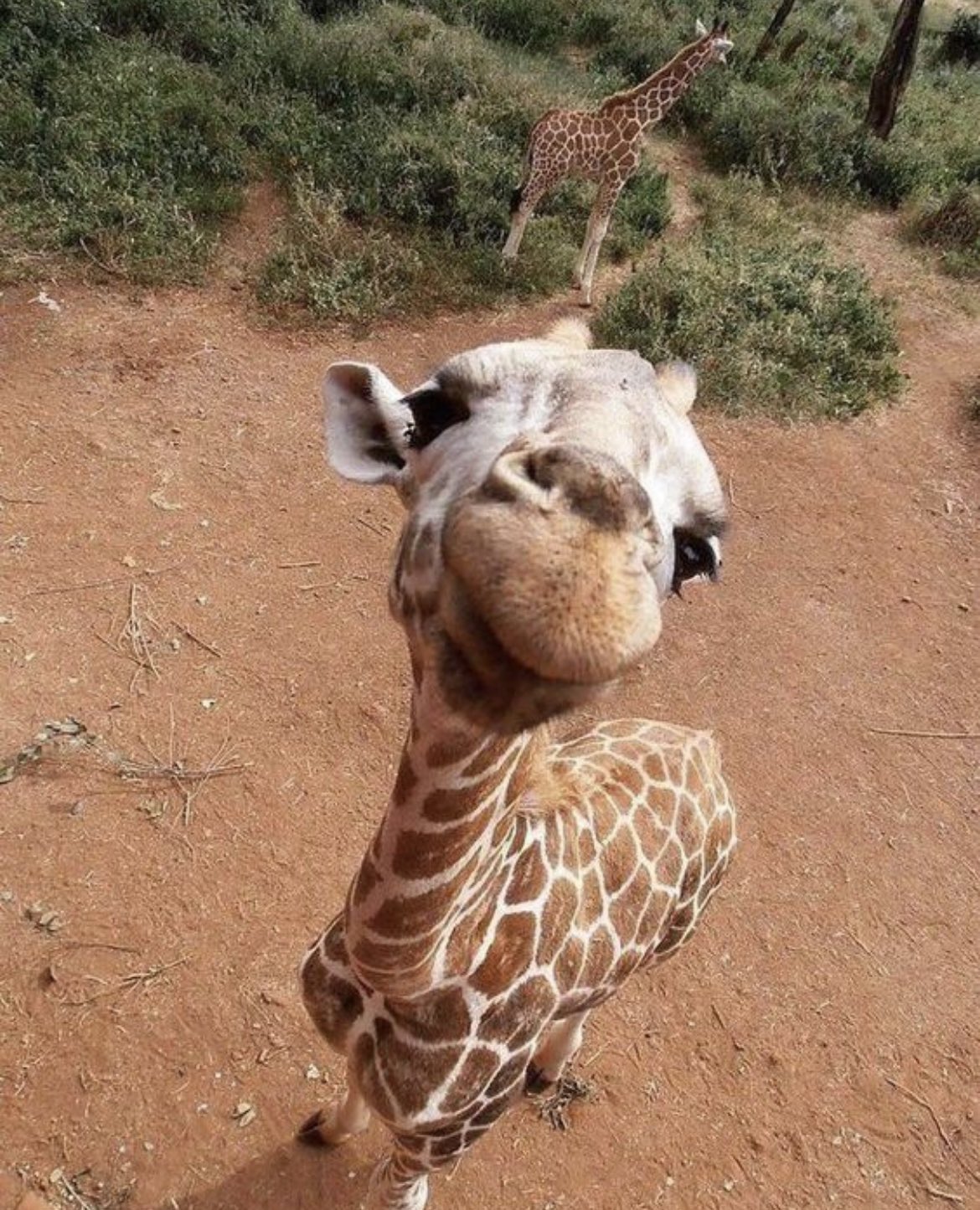 giraffeselfie.jpg
