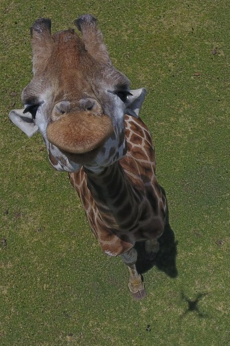 giraffesniffingadrone.jpg