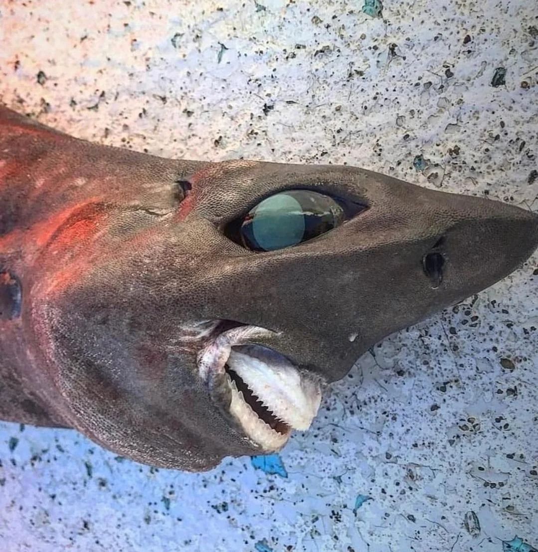 goblinshark.jpg
