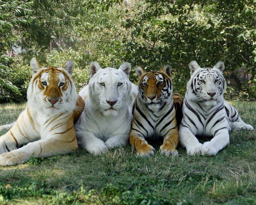 goldensnowwhitebengalandwhite.jpg
