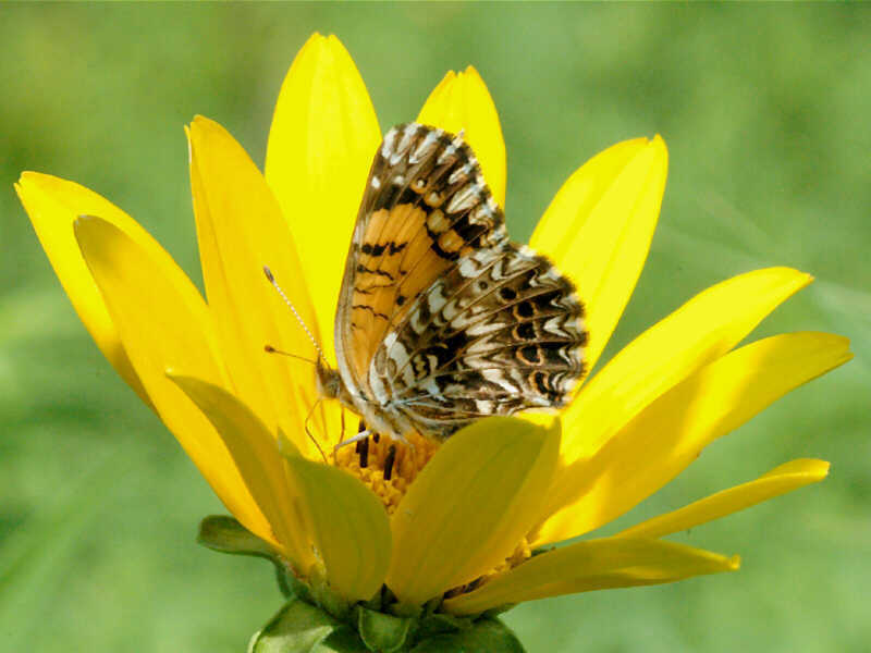 gorgone-checkerspot.jpg