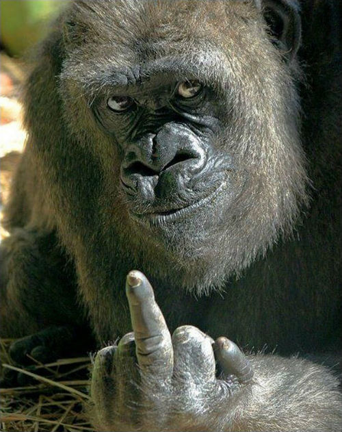 gorilla-middle-finger-bob-pitchford-bristol-zoo-1.jpg