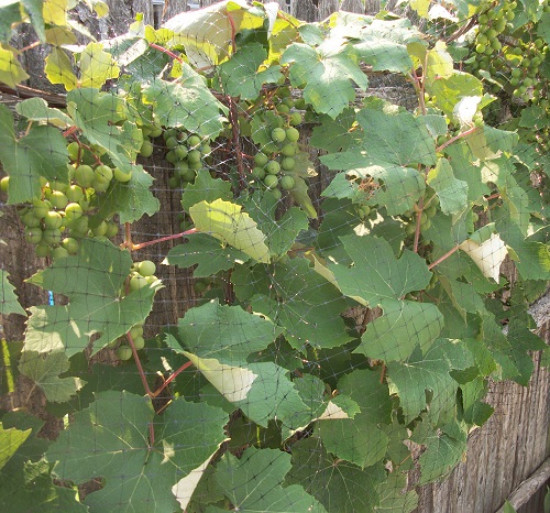 grapeff.JPG