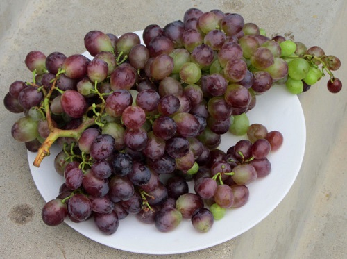 grapes51.JPG