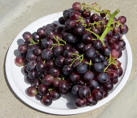 grapes6.JPG