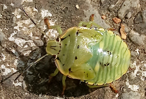 green-bug1.png
