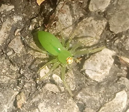 green-spiderrrr.jpg