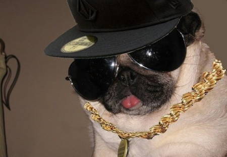 halloween-pug-gangsta.jpg