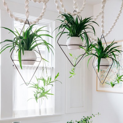 hanging-spider-plants.jpg