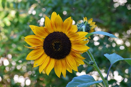 harvesting-sunflowers-24.jpg