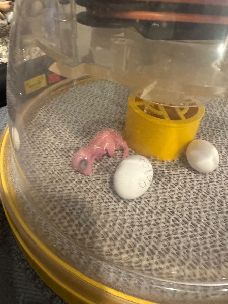 hatchhling.jpg