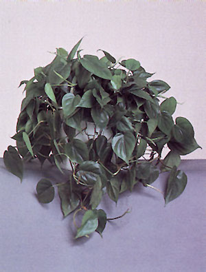 heartleafphilodendron.jpg