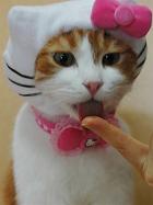 hello-kitty-cat.jpg