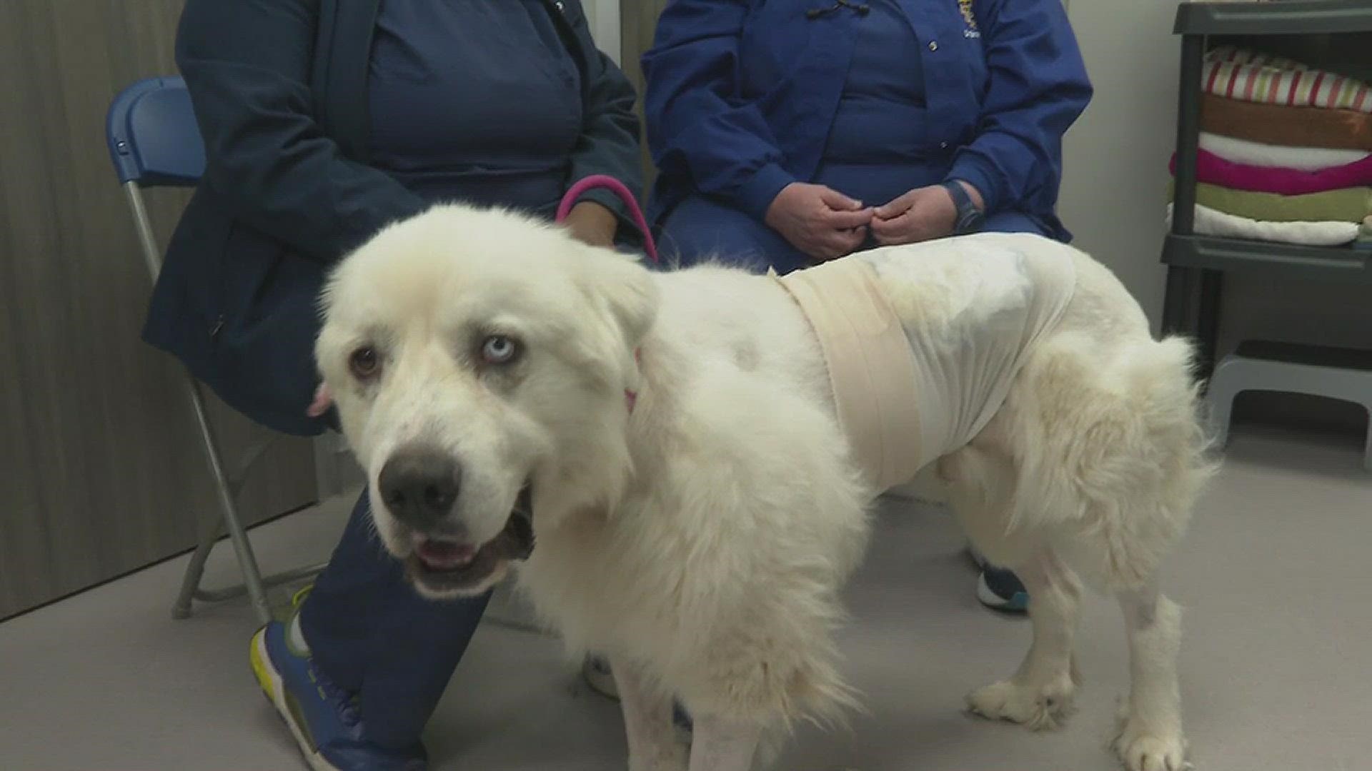 heroicgreatpyrenees.jpg