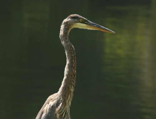 heron-profilebc.png