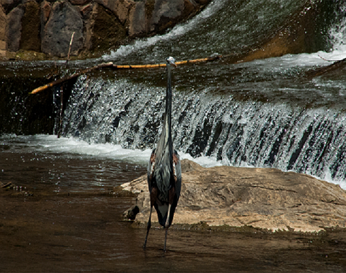 heron-standingbc.png