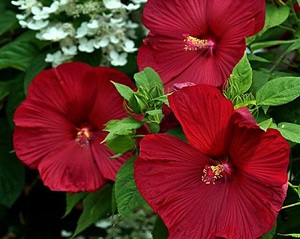 hibiscus-robert-fleming.jpg