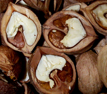 hickory_nuts_open_closeup.jpg