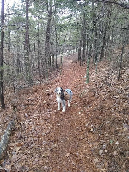 hikingdog.jpg