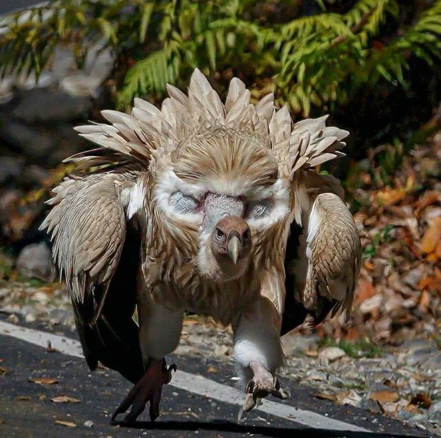 himalayanvulture.jpg