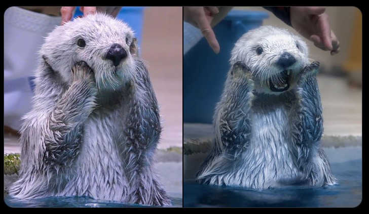 homealoneseaotters.jpg