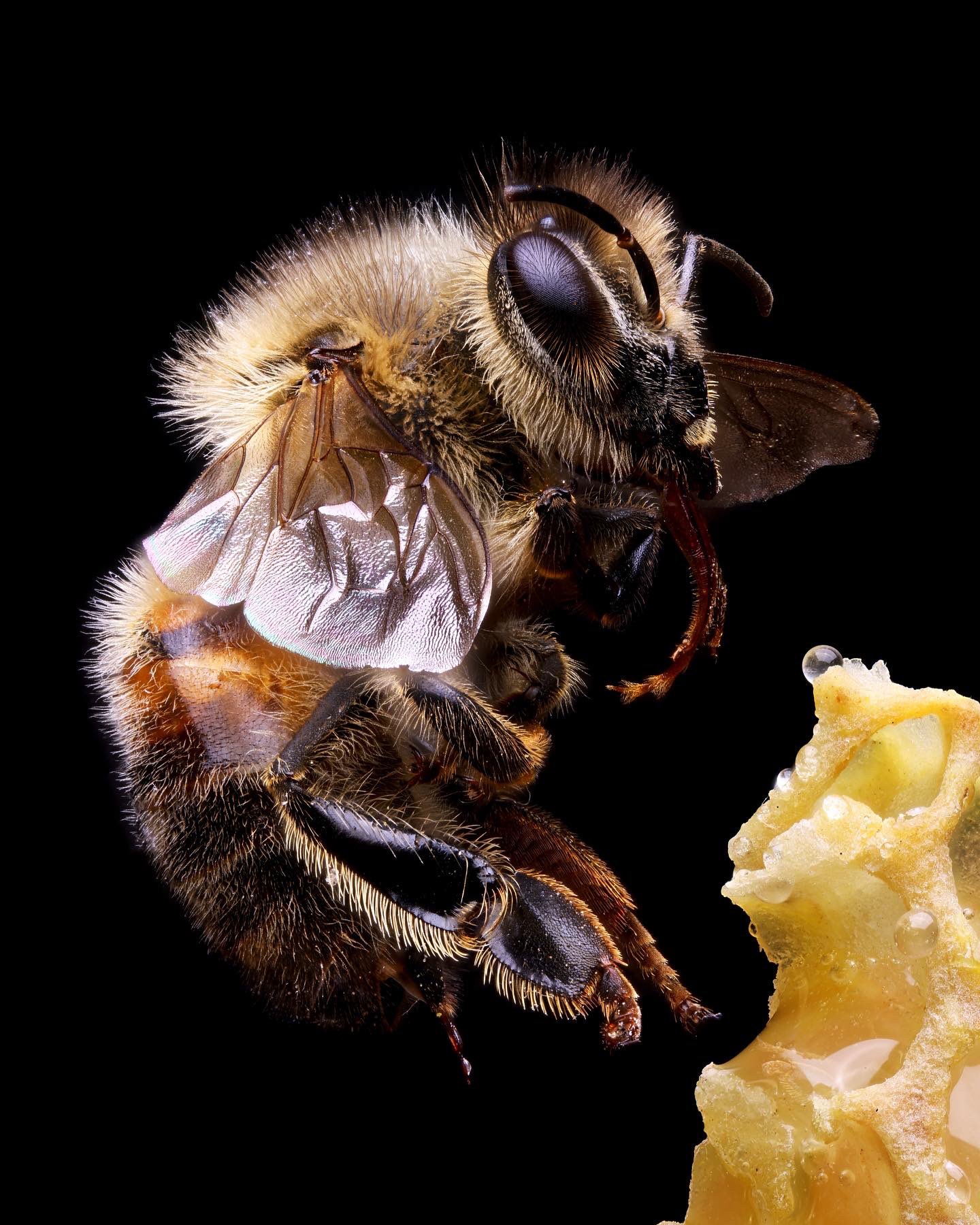 honeybee.jpg
