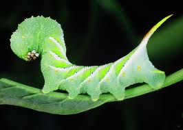 hornworm.jpg