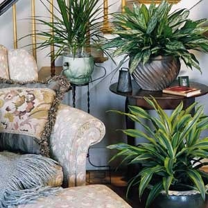 houseplants-04.jpg