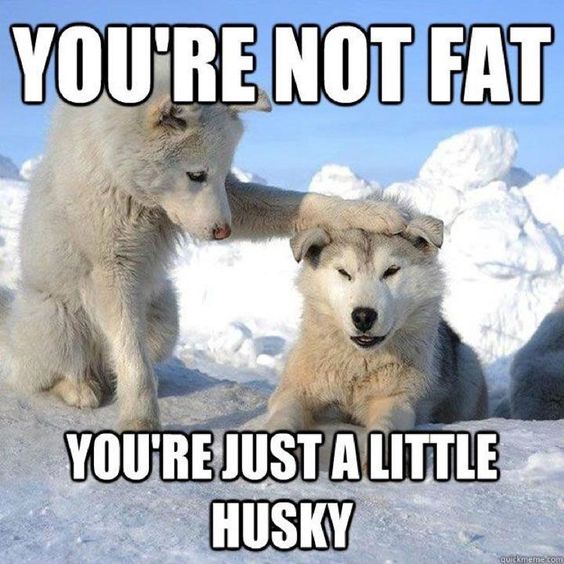 husky.jpg