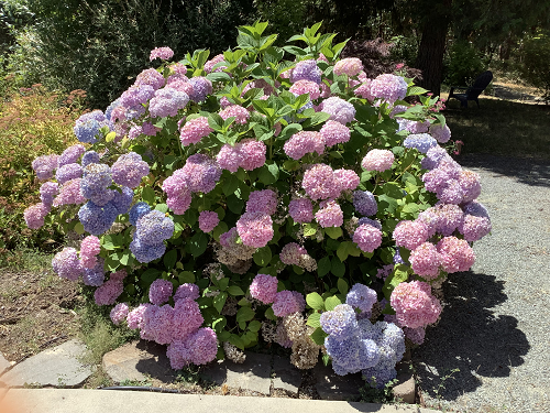 hydrangea1.png