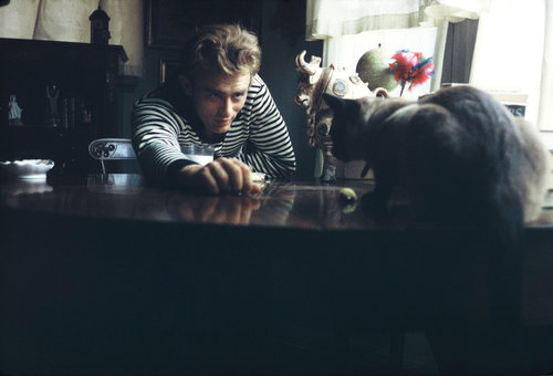 james_dean_cat.jpg