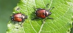 japanes-beetle.jpg