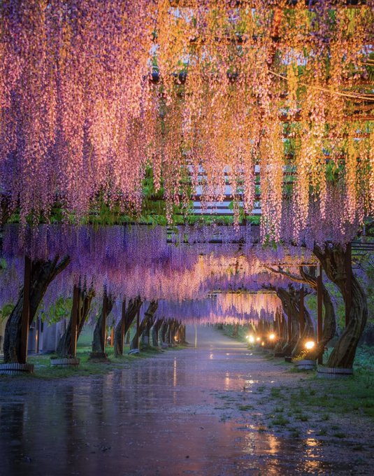japaninfullbloom.jpg