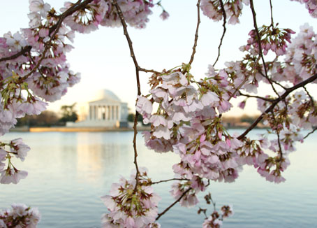 jeffersonblossoms2_web.jpg