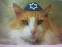 jewish_cat.jpg