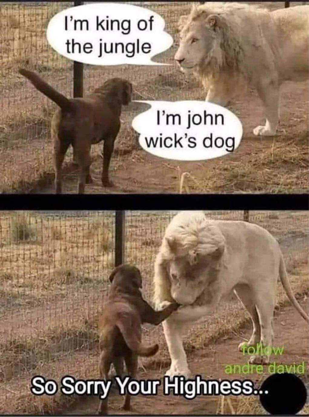 johnwicksdog.jpg