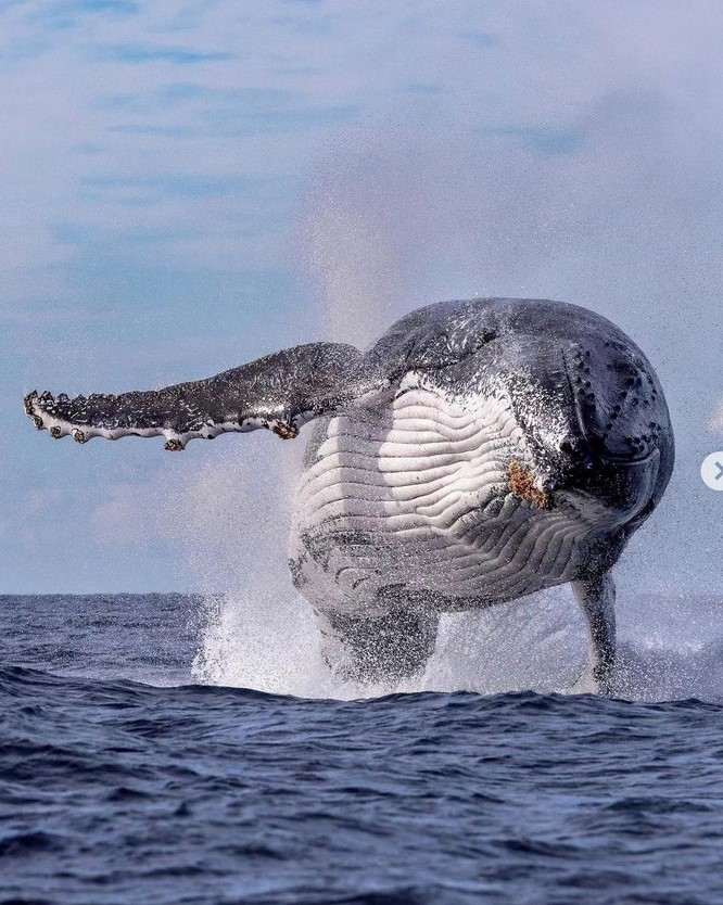 jumpingwhale.jpg