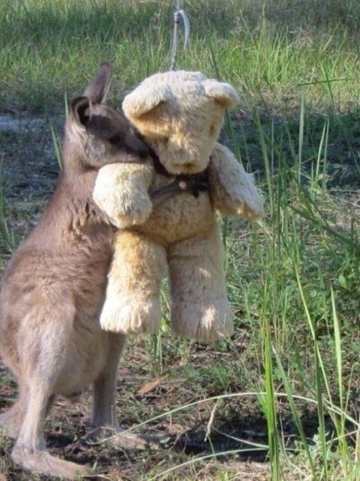 kangarooandplushie.jpg