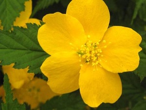 kerria-japonica-golden.jpg