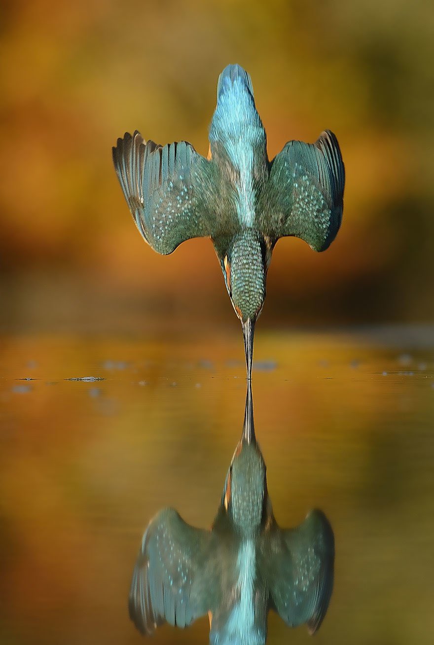 kingfisher.jpg