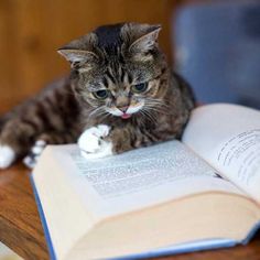 kitten-book.jpg