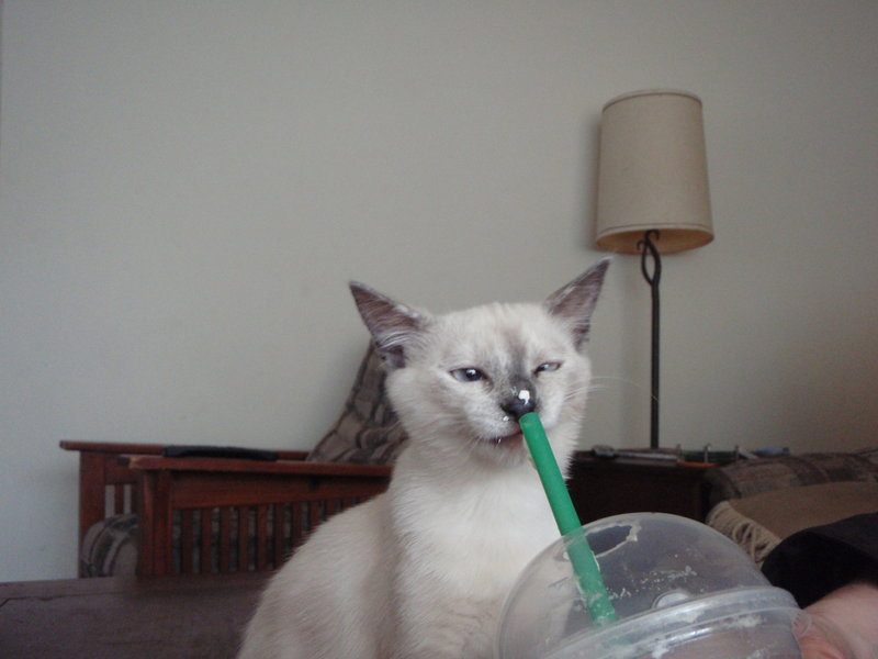 kitten_coffee.jpg