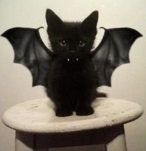 kittenbat.jpg