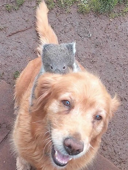 koala-rides-on-golden-retriever-.jpg