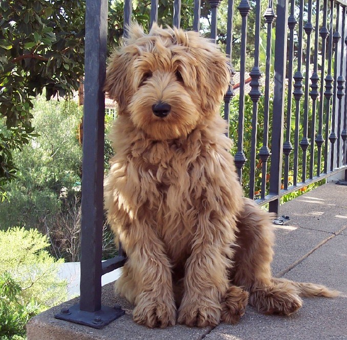 labradoodle.jpg