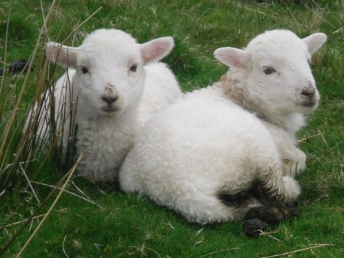 lambs11.jpg